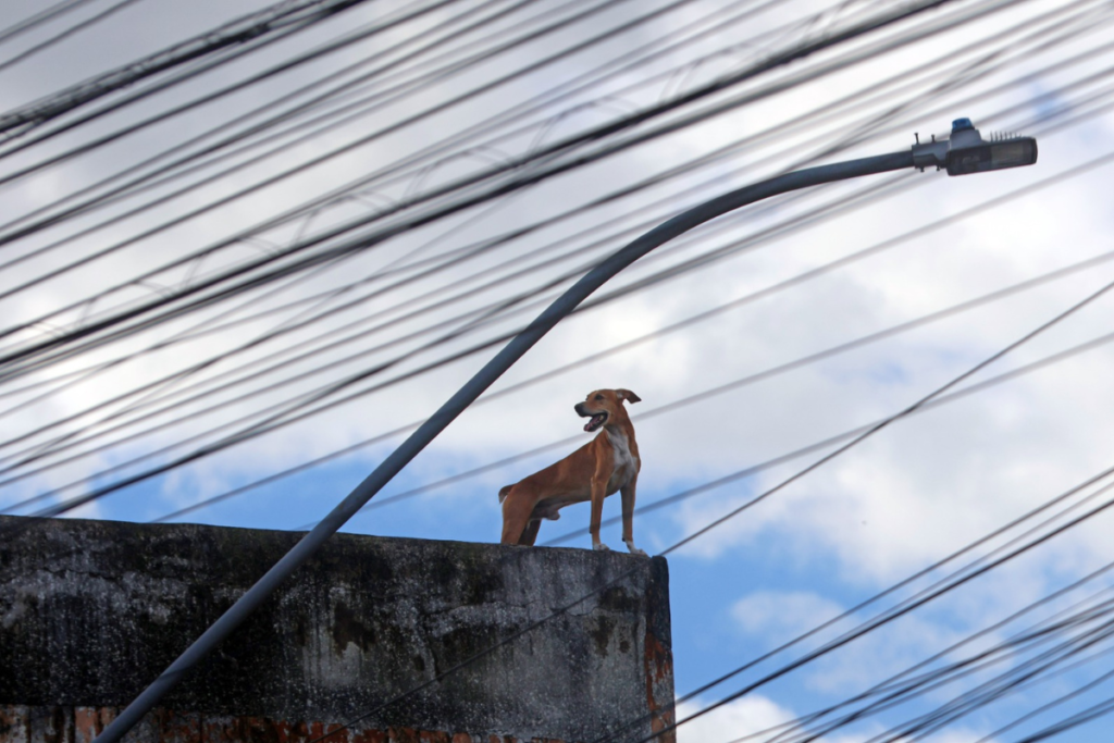 Atendimento veterinário gratuito atende pets atingidos pelas chuvas em Juiz de Fora 1 pet cachorro tragedia foto leonardo costa